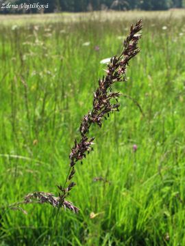 Fotogalerie: Bezkolenec modr - Molinia caerulea (L.) Moench