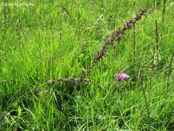 Bezkolenec modr - Molinia caerulea (L.) Moench