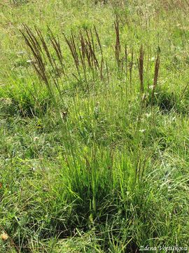 Bezkolenec modr - Molinia caerulea (L.) Moench