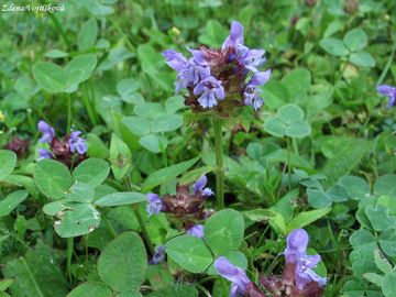 Fotogalerie: ernohlvek obecn - Prunella vulgaris L.
