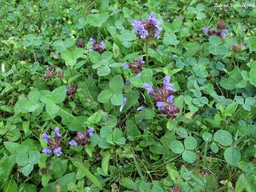 ernohlvek obecn - Prunella vulgaris L.