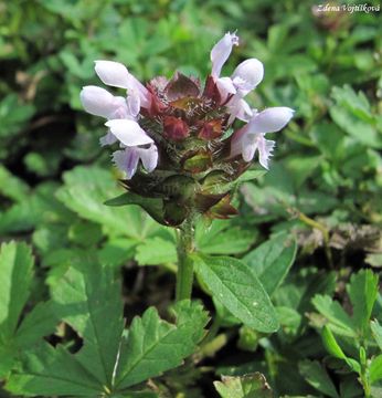 ernohlvek obecn - Prunella vulgaris L.