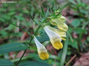 Fotogalerie: ern lun - Melampyrum pratense L.