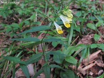 ern lun - Melampyrum pratense L.