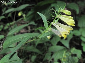 ern lun - Melampyrum pratense L.