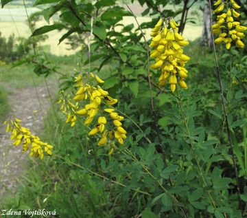 ilimnk ernajc - Cytisus nigricans L.