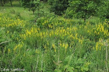 ilimnk ernajc - Cytisus nigricans L.