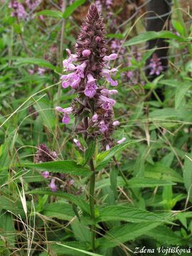 Fotogalerie: istec bahenn - Stachys palustris L.