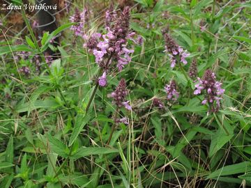 istec bahenn - Stachys palustris L.