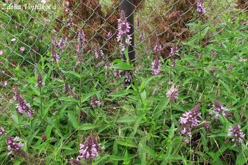 istec bahenn - Stachys palustris L.