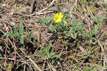 Devaternk ed - Helianthemum canum (L.) Baumg.