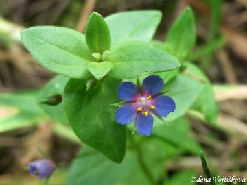 Fotogalerie: Drchnika modr - Anagallis foemina Mill.