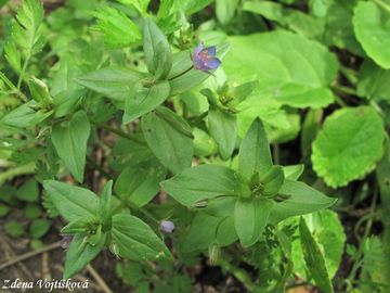 Drchnika modr - Anagallis foemina Mill.