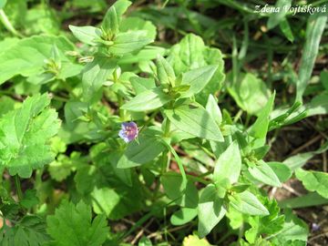 Drchnika modr - Anagallis foemina Mill.