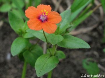 Fotogalerie: Drchnika roln - Anagallis arvensis L.