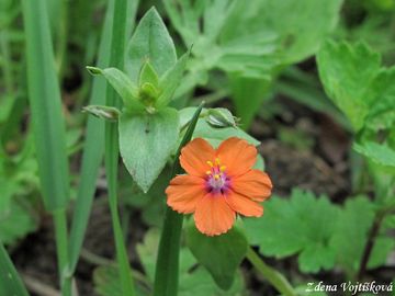 Drchnika roln - Anagallis arvensis L.
