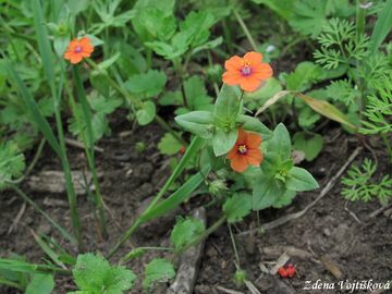 Drchnika roln - Anagallis arvensis L.