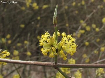 Fotogalerie: Dn jarn - Cornus mas L.
