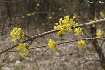Dn jarn - Cornus mas L.