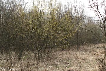 Dn jarn - Cornus mas L.