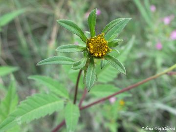 Fotogalerie: Dvouzubec ernoplod - Bidens frondosa L.