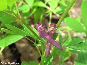 Fotogalerie: Dymnivka bobovit - Corydalis intermedia (L.) Mrat