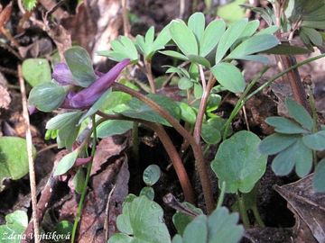 Dymnivka bobovit - Corydalis intermedia (L.) Mrat