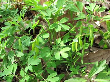 Dymnivka bobovit - Corydalis intermedia (L.) Mrat