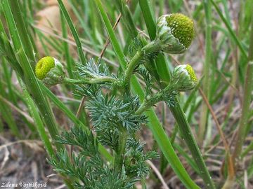 Fotogalerie: Hemnek terovit - Matricaria discoidea DC.