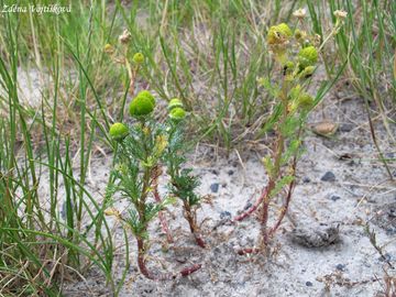 Hemnek terovit - Matricaria discoidea DC.