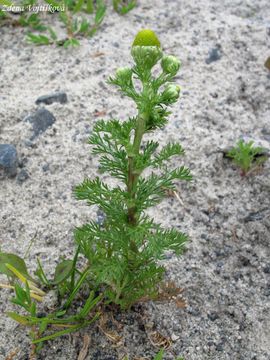 Hemnek terovit - Matricaria discoidea DC.