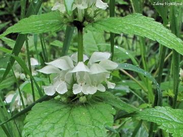 Hluchavka bl - Lamium album L.