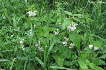 Hluchavka bl - Lamium album L.