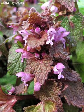 Fotogalerie: Hluchavka nachov - Lamium purpureum L.