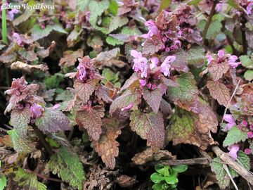 Hluchavka nachov - Lamium purpureum L.