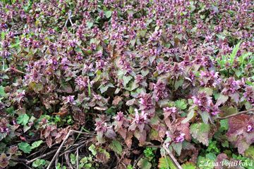 Hluchavka nachov - Lamium purpureum L.