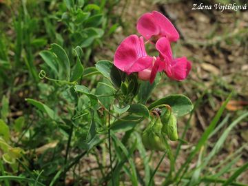 Fotogalerie: Hrachor hlznat - Lathyrus tuberosus L.