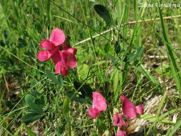 Hrachor hlznat - Lathyrus tuberosus L.