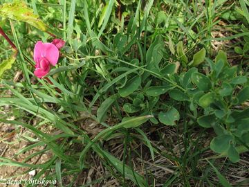 Hrachor hlznat - Lathyrus tuberosus L.