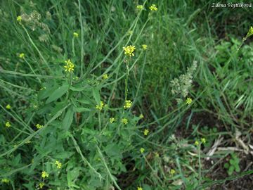 Fotogalerie: Hulevnk lkask - Sisymbrium officinale (L.) Scop.