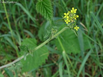 Hulevnk lkask - Sisymbrium officinale (L.) Scop.