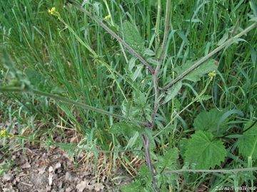 Hulevnk lkask - Sisymbrium officinale (L.) Scop.