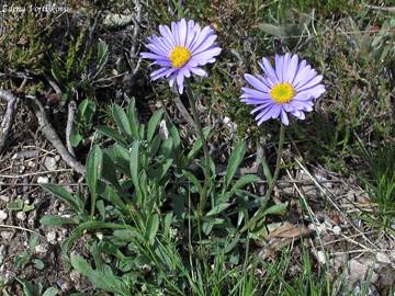 Fotogalerie: Hvzdnice alpsk - Aster alpinus L.