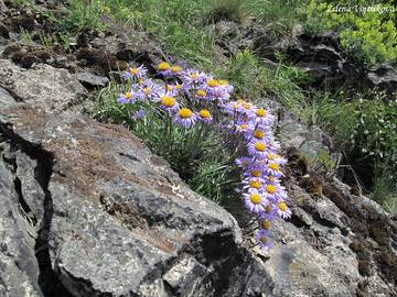 Hvzdnice alpsk - Aster alpinus L.