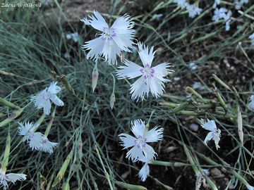Fotogalerie: Hvozdk psen esk - Dianthus arenarius subsp. bohemicus (Novk) O.Schwarz