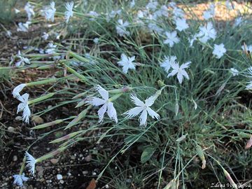 Hvozdk psen esk - Dianthus arenarius subsp. bohemicus (Novk) O.Schwarz