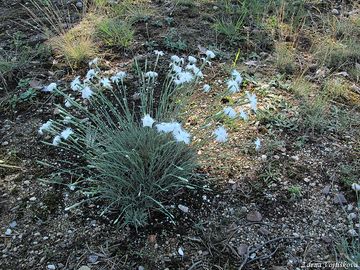 Hvozdk psen esk - Dianthus arenarius subsp. bohemicus (Novk) O.Schwarz