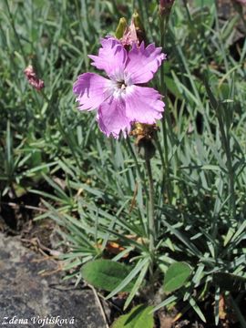 Fotogalerie: Hvozdk siv - Dianthus gratianopolitanus Vill.