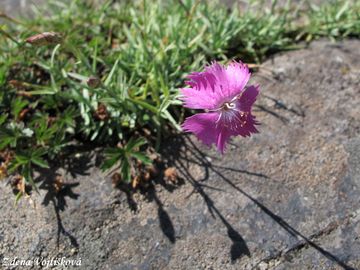 Hvozdk siv - Dianthus gratianopolitanus Vill.