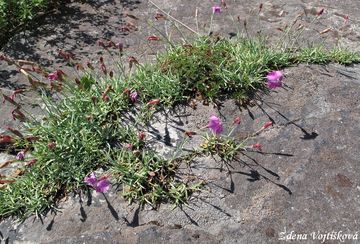 Hvozdk siv - Dianthus gratianopolitanus Vill.